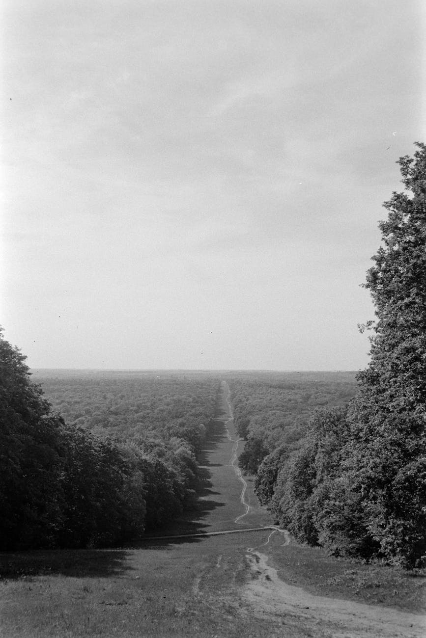 Allée forestière en forêt de Compiègne
