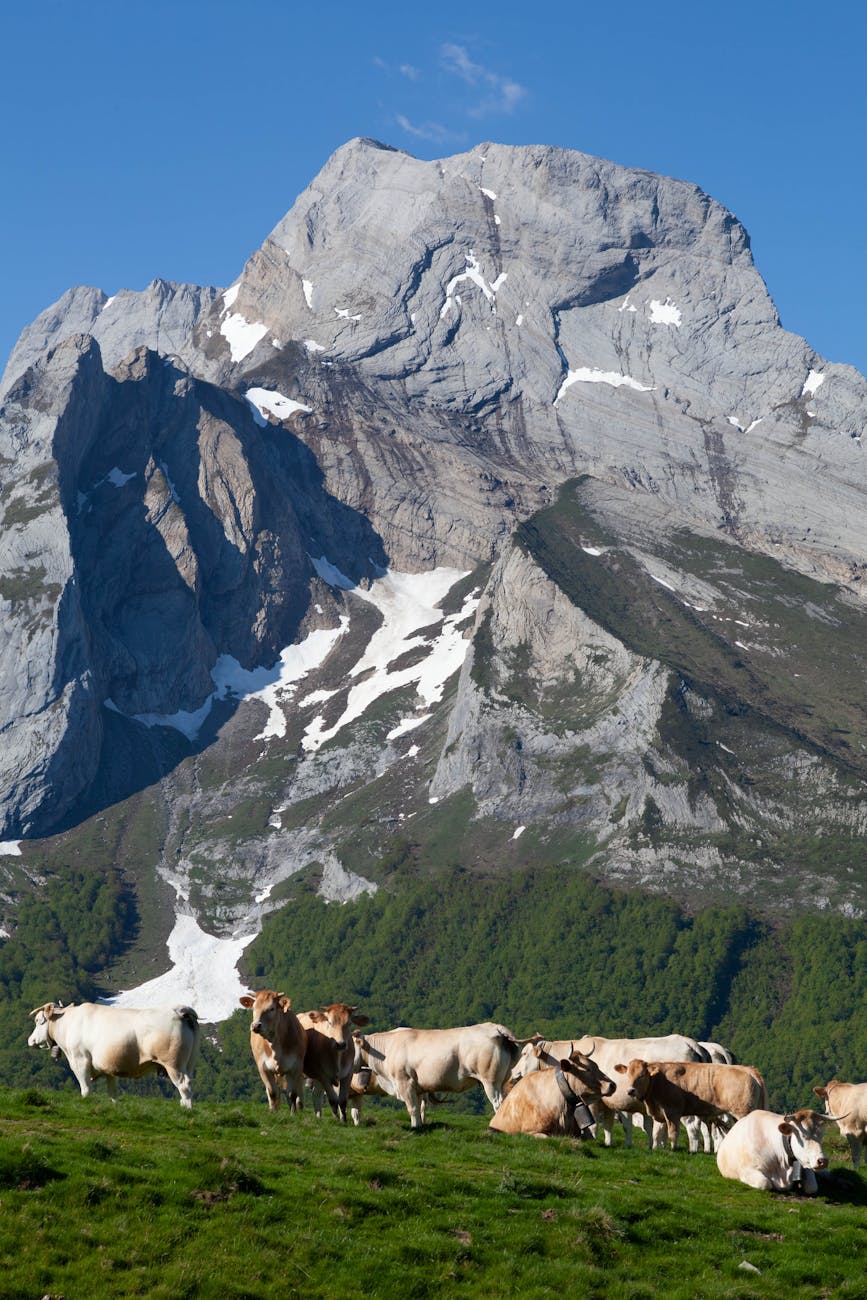 Vaches pâturant dans les Pyrénées à Laruns, France