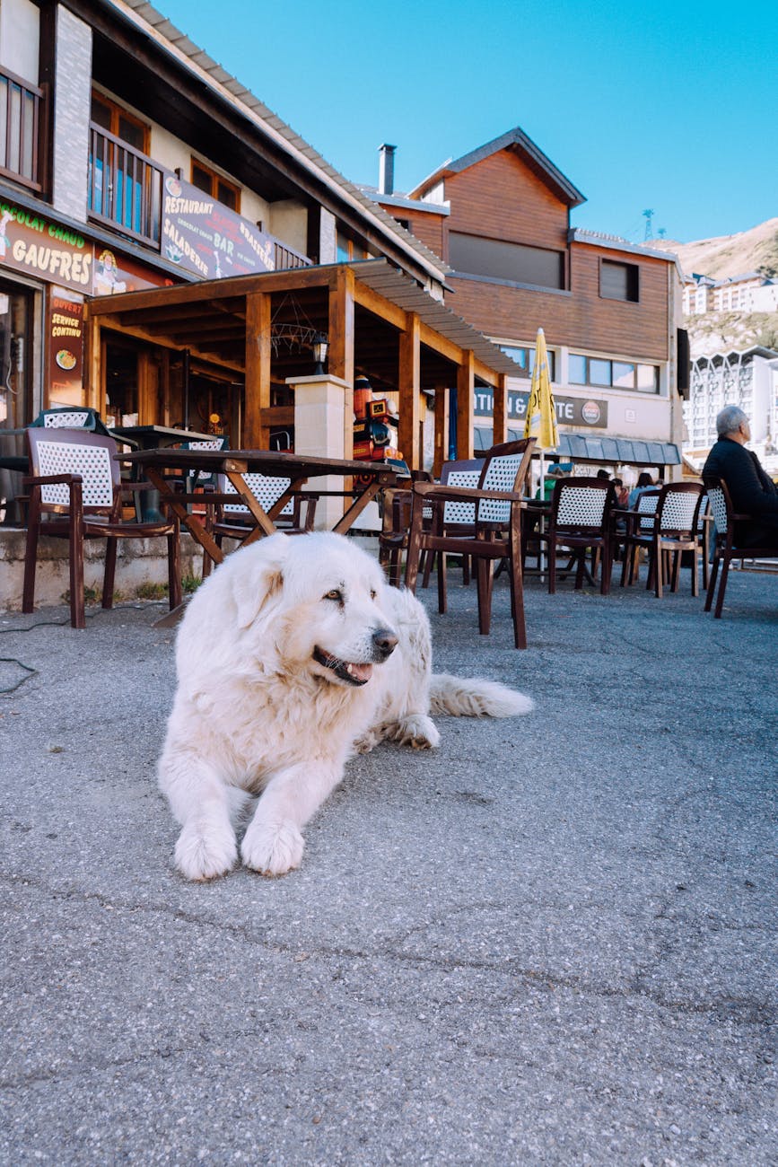 Patou des Pyrénées au repos dans les Pyrénées françaises