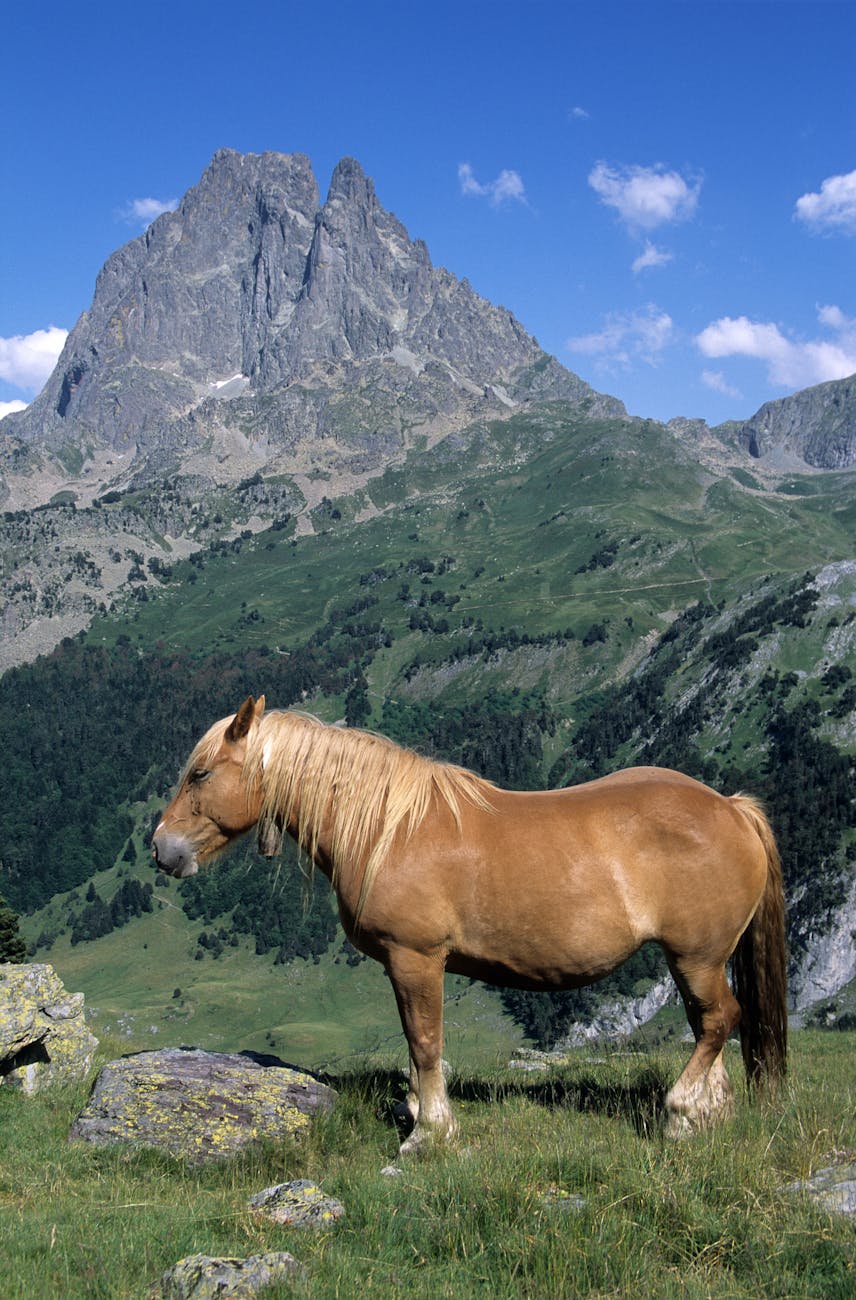 Cheval dans une prairie devant les Pyrénées