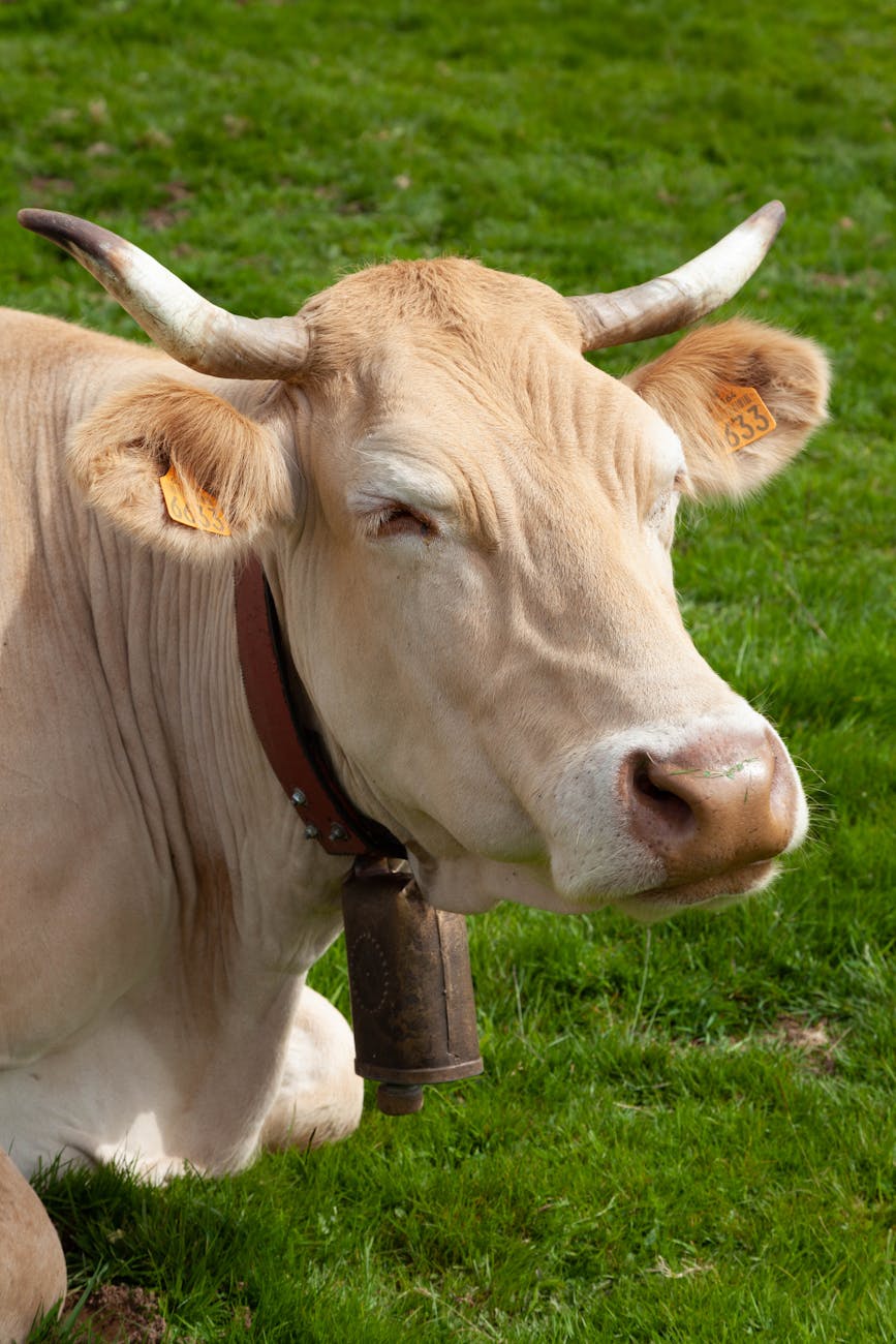 Vache blanche derrière une clôture en pâturage
