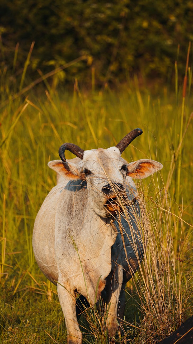 Vache blanche dans une prairie verte au coucher du soleil