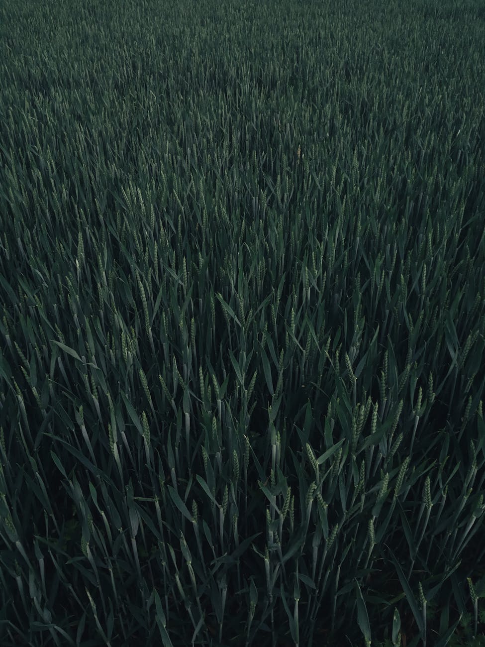 Vue aérienne d'un champ cultivé du nord de la France