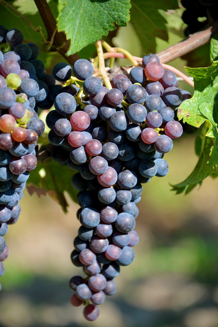 Grappes de raisin mûr en été dans un vignoble à Cars en France