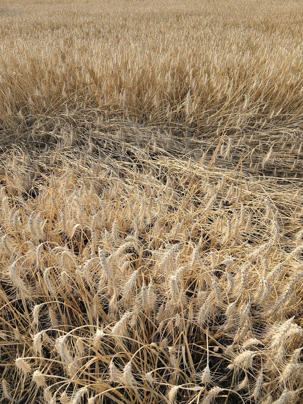 Champ de blé doré sous un ciel d'été