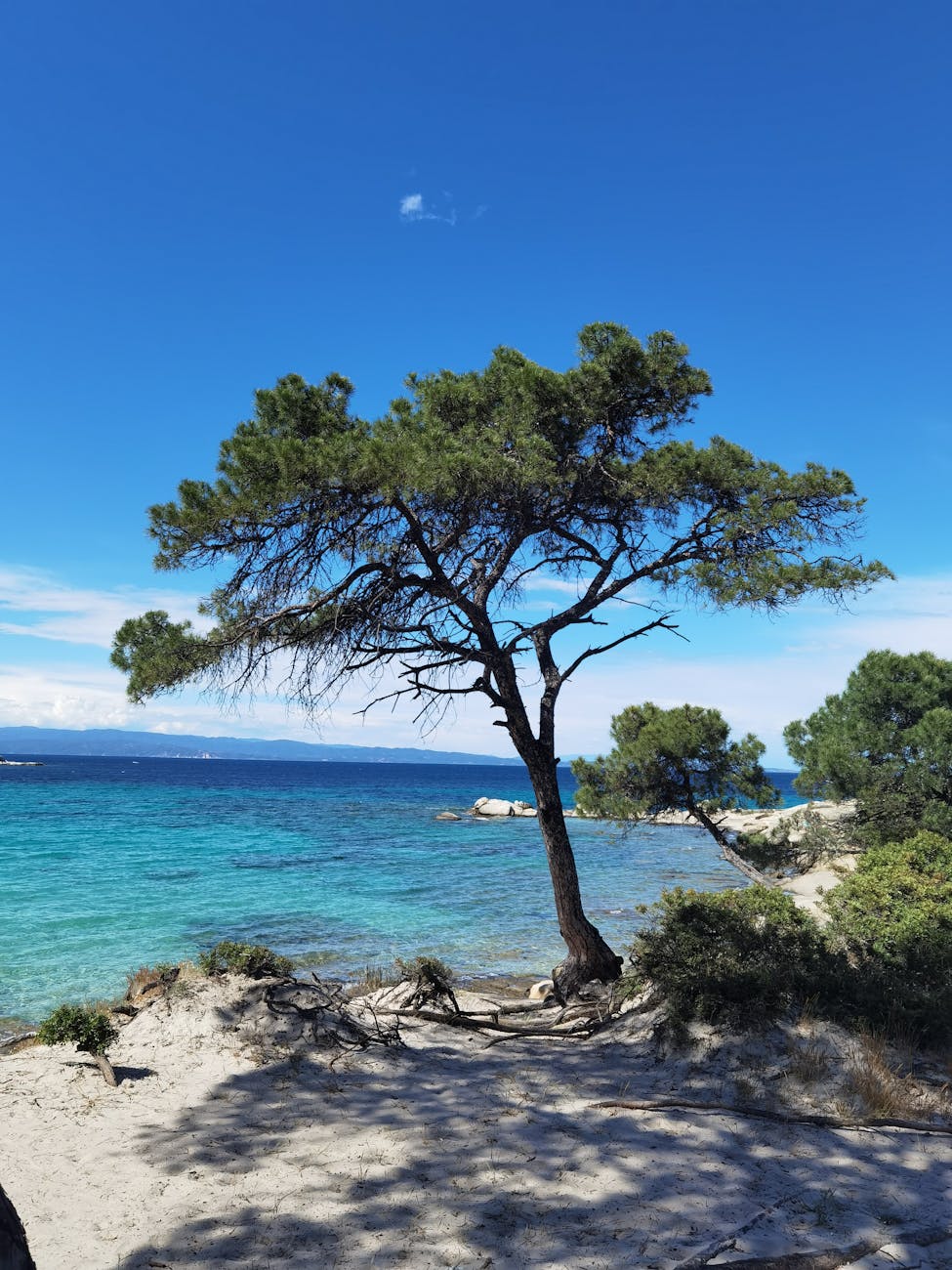 Plage méditerranéenne avec un pin parasol isolé sous un ciel clair