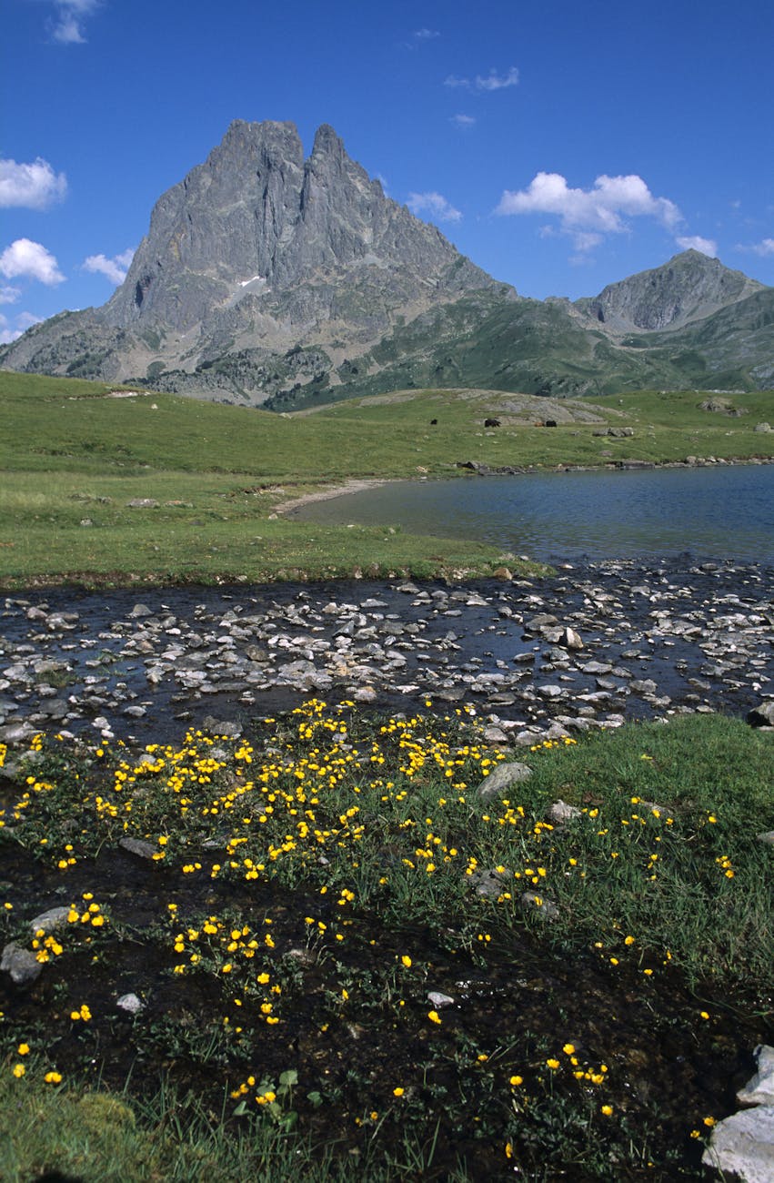 Pic du Midi d'Ossau et fleurs alpines, Laruns