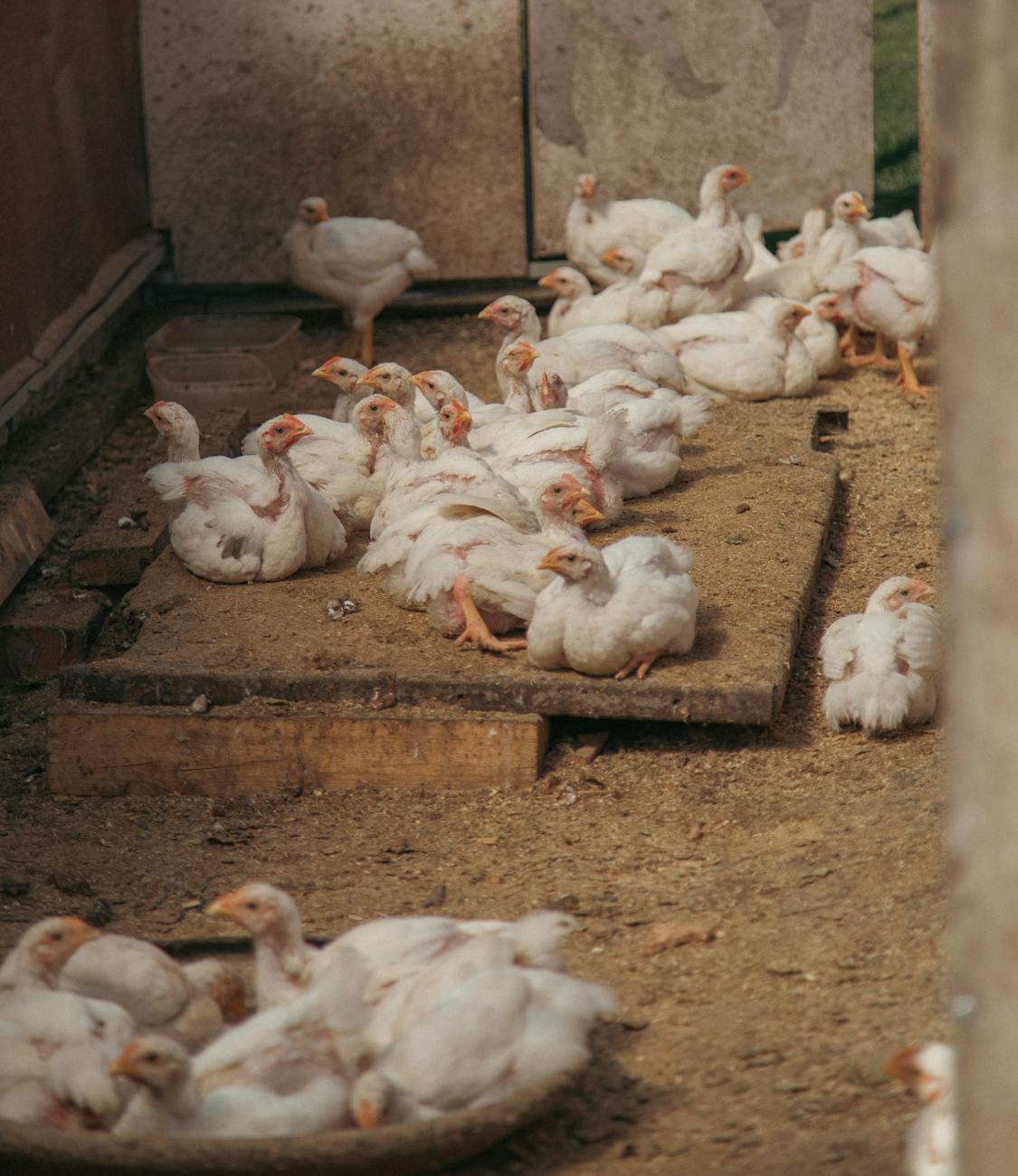 Poulets blancs rassemblés dans une cour de ferme rurale