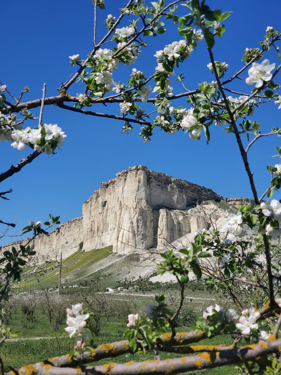 Plateau calcaire avec fleurs printanières