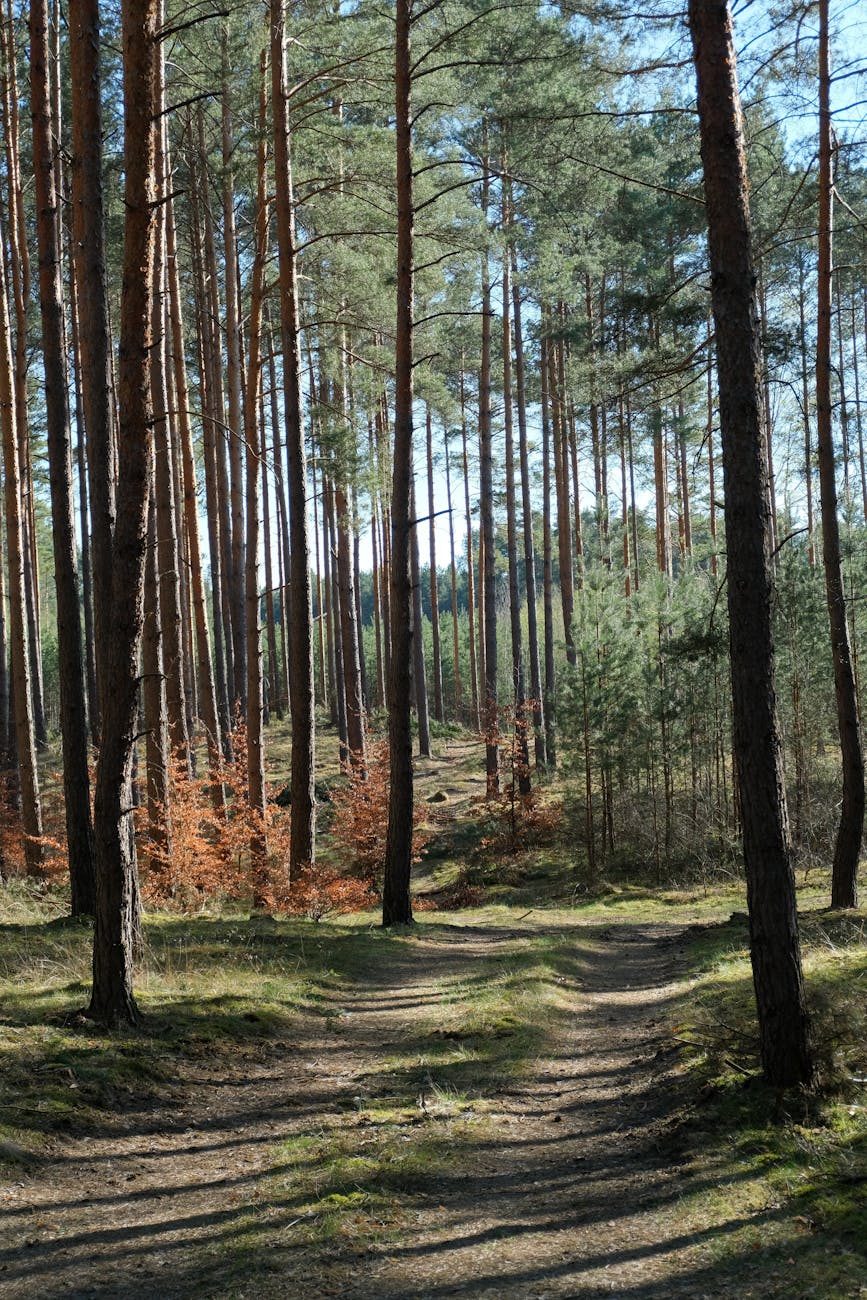 Sentier en forêt de pins en automne