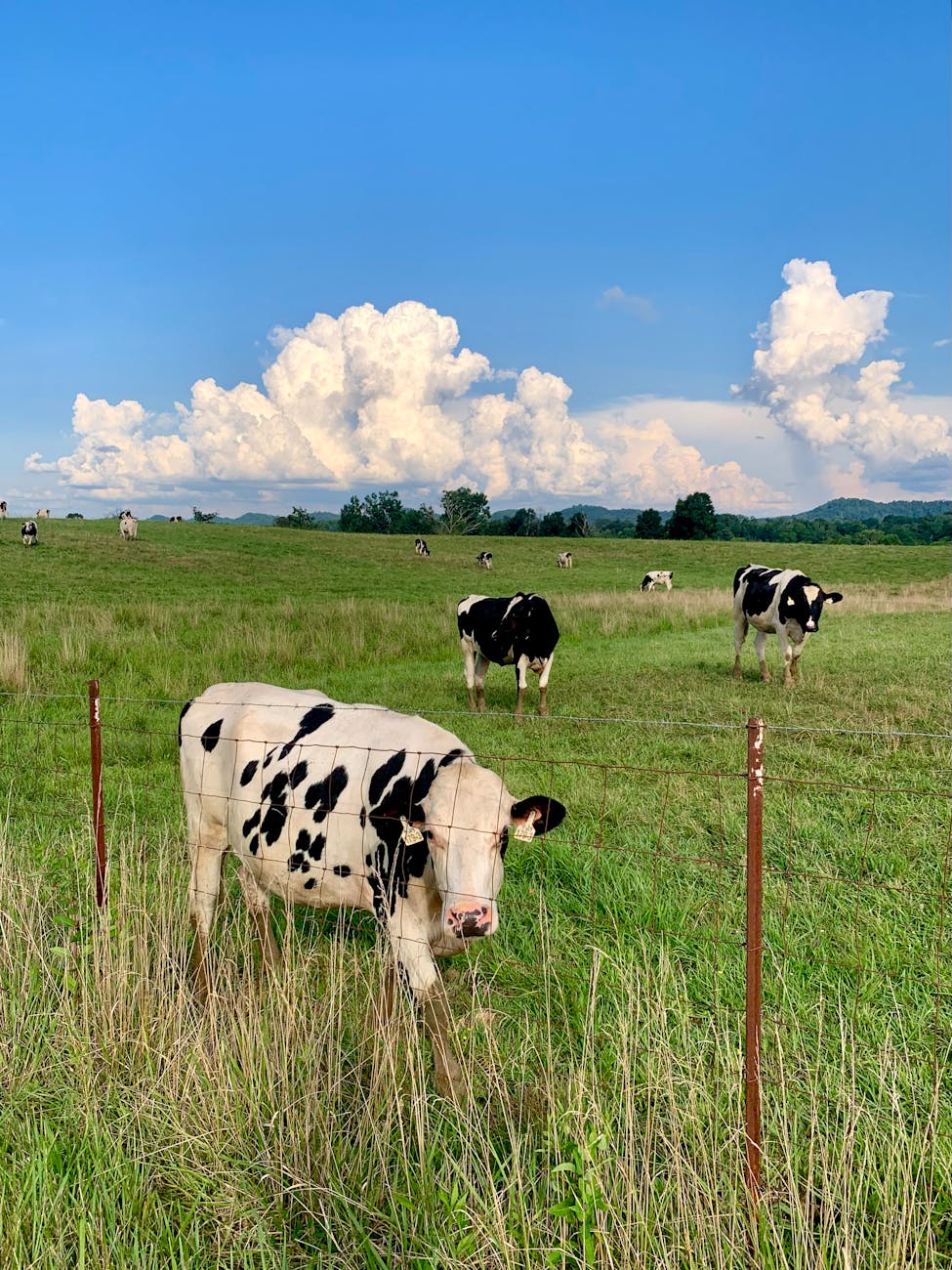 Vaches Holstein dans une prairie verdoyante
