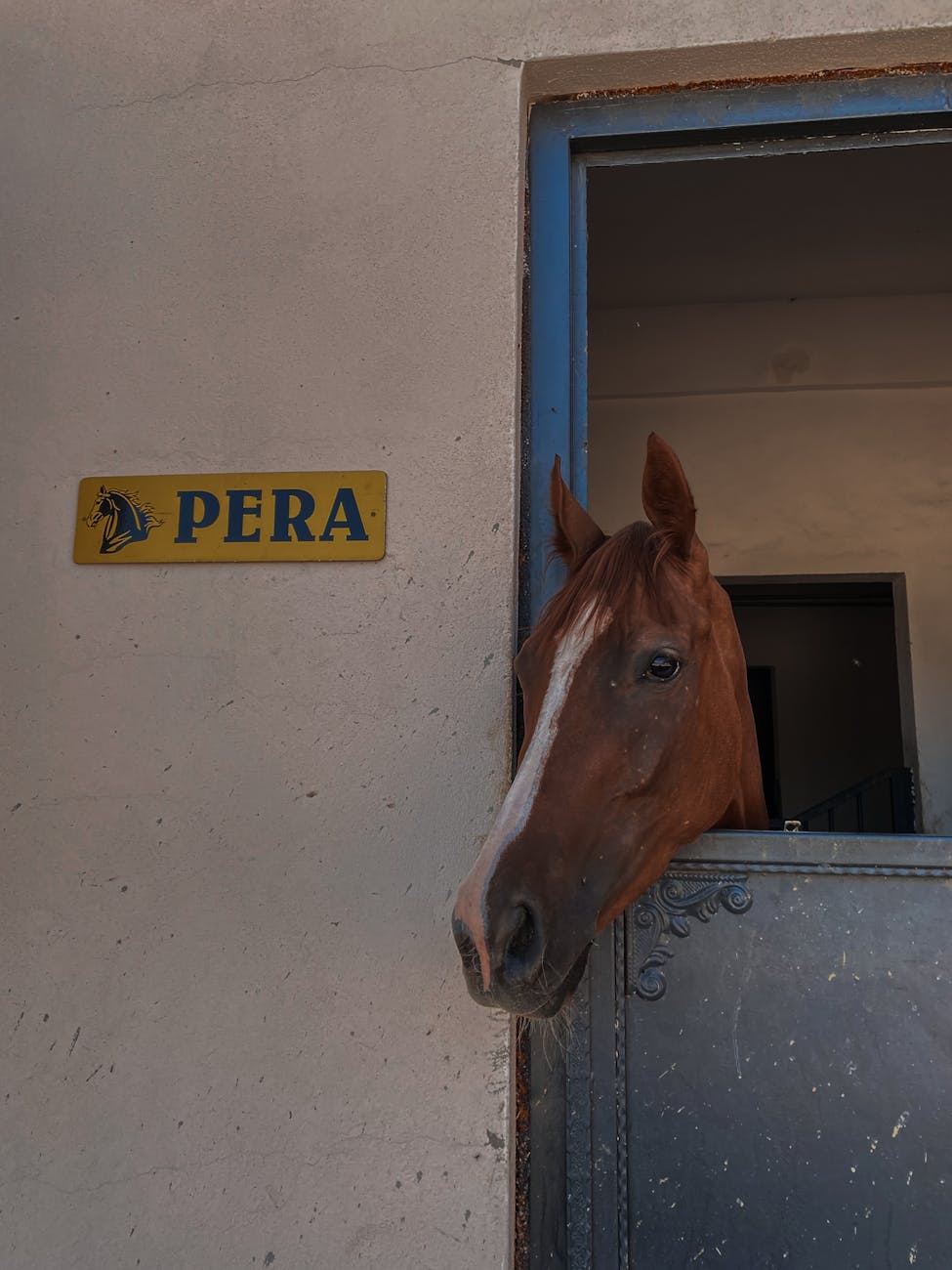 Cheval bai dans une écurie en bois