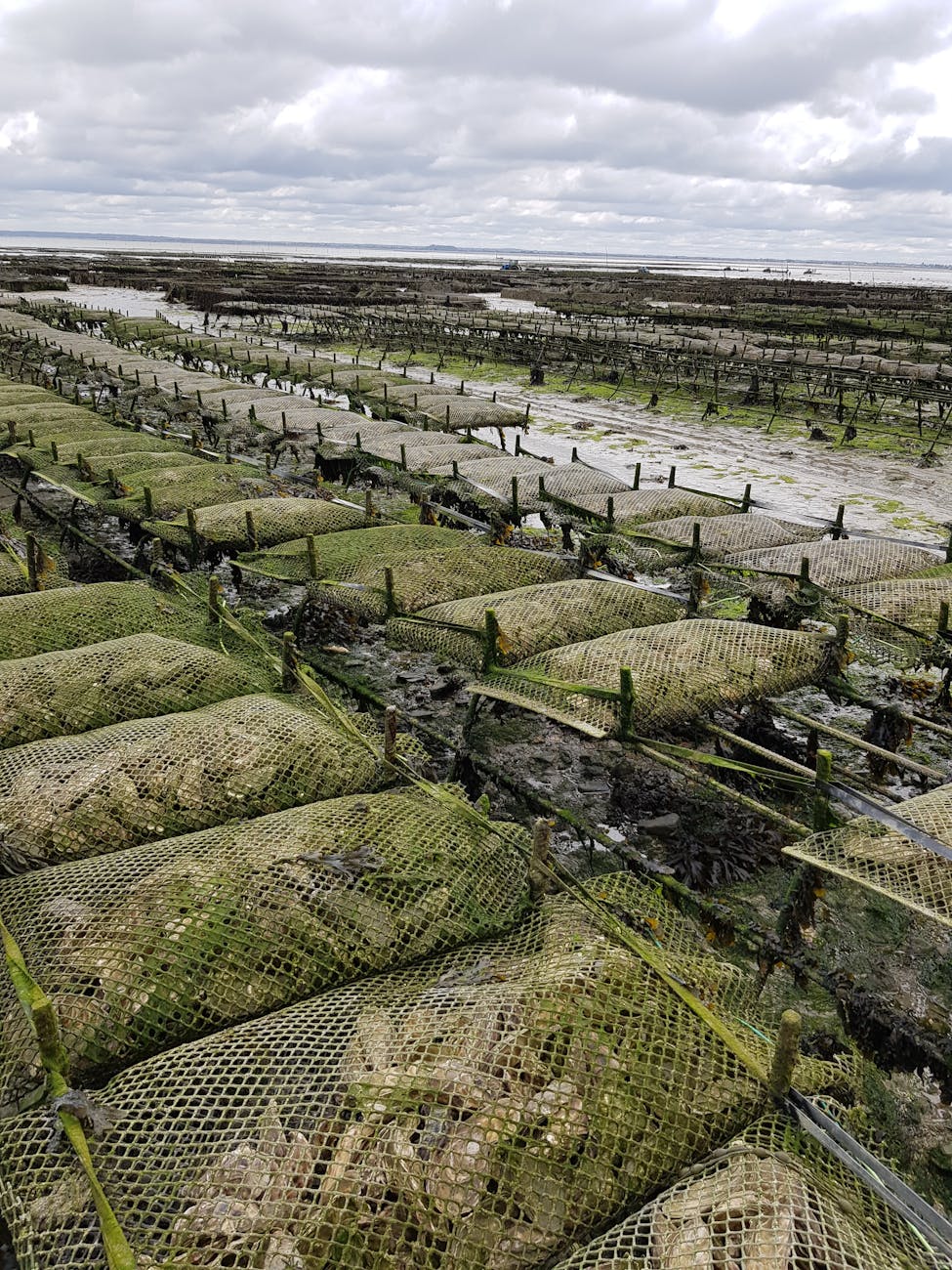 Vue aérienne d'un parc à huîtres avec filets et bassins en France, aquaculture