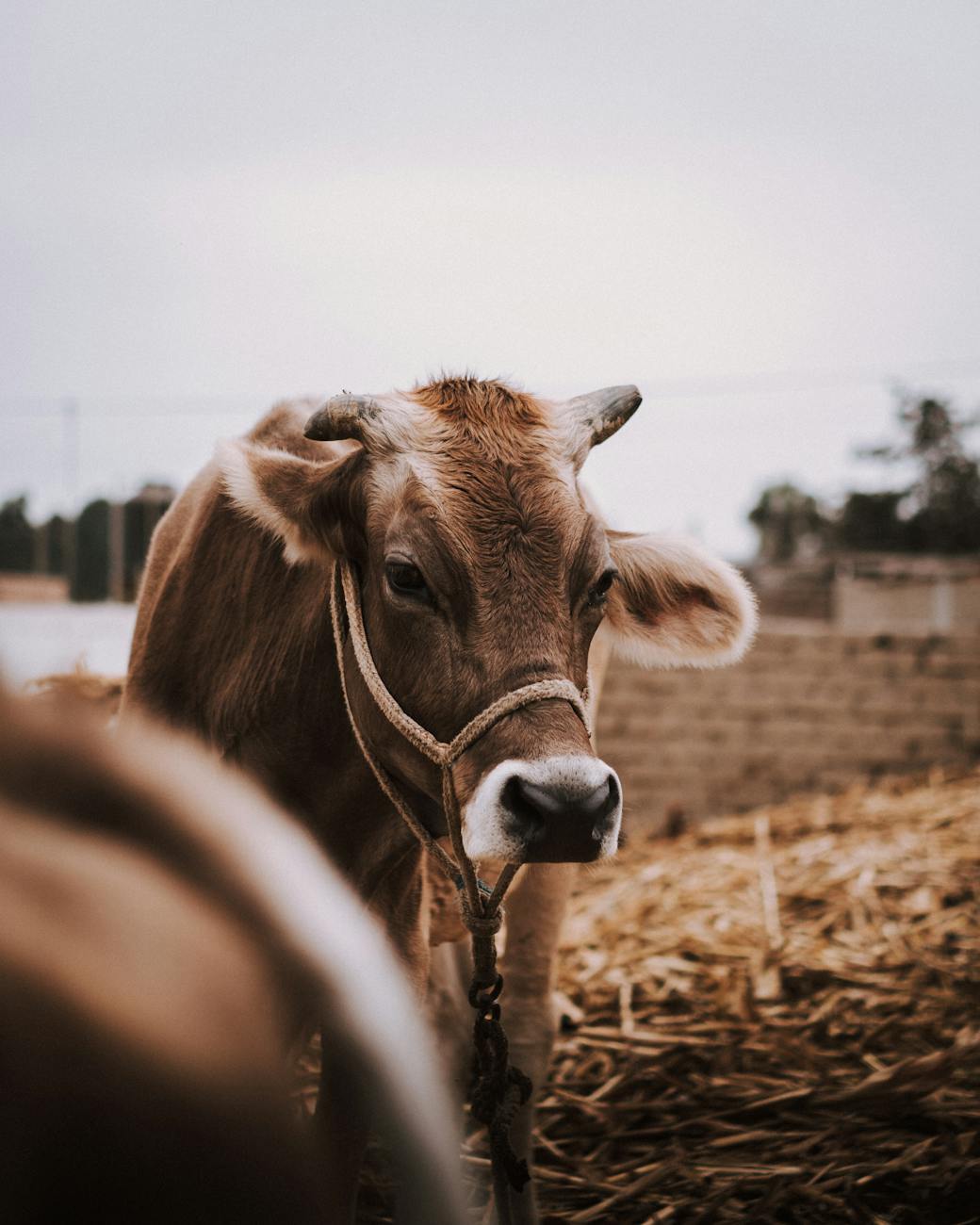 Vache brune dans une exploitation rurale