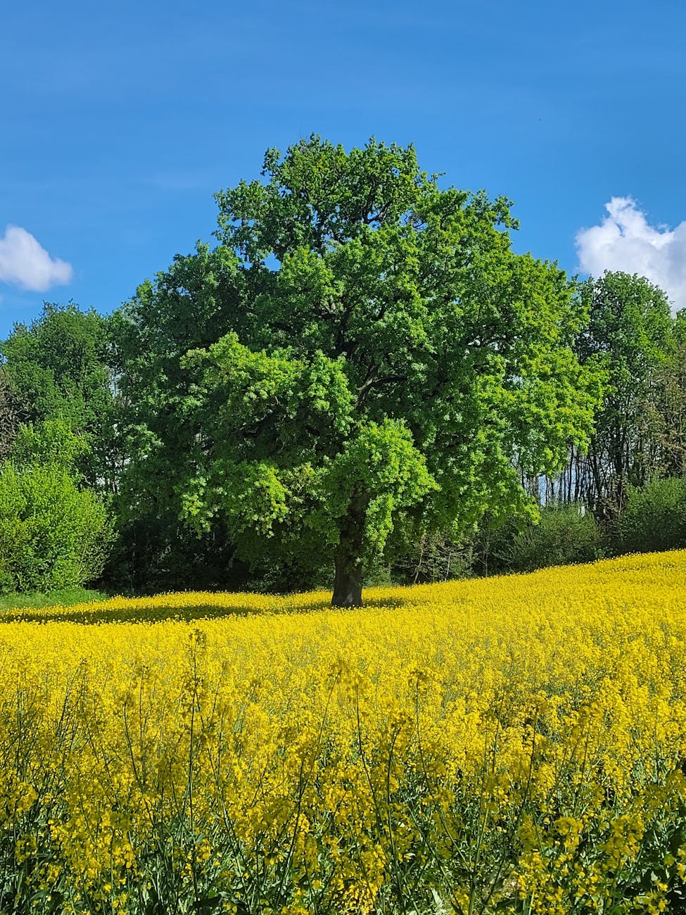 Chêne entouré d'un champ de fleurs jaunes sous ciel clair