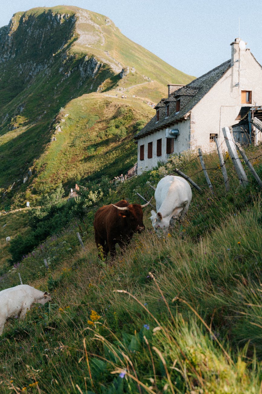 Vaches paissant sur une colline près d'une maison rustique dans les paysages français