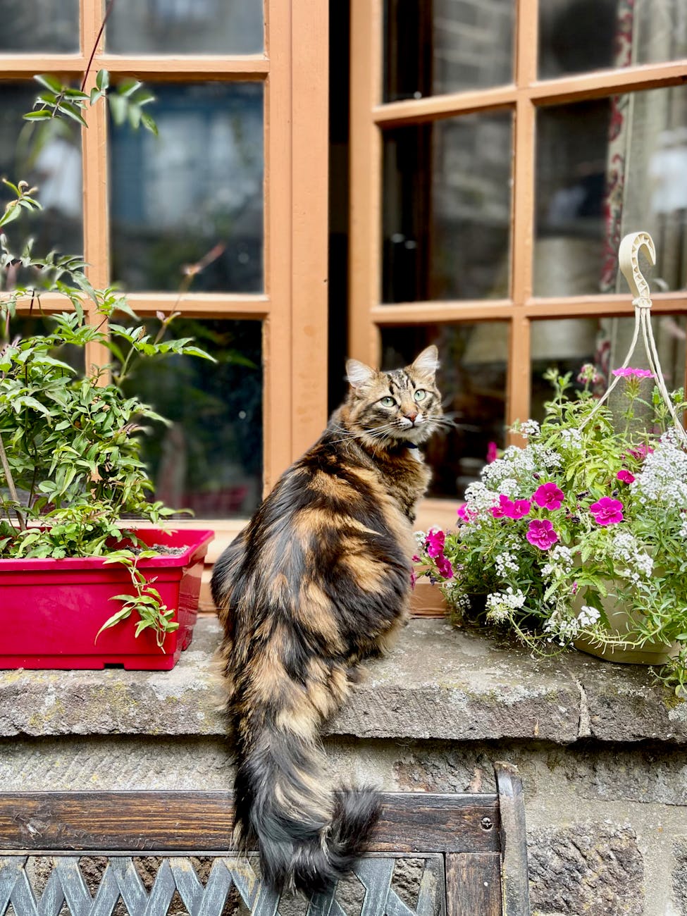 Chat assis à une fenêtre entouré de fleurs vibrantes à Salers, France