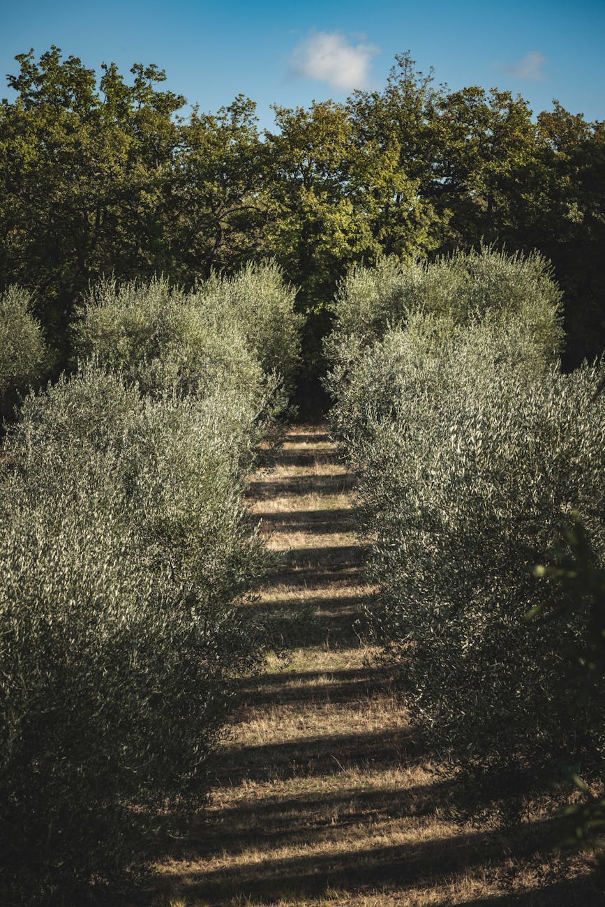 Allée d'oliviers ensoleillée