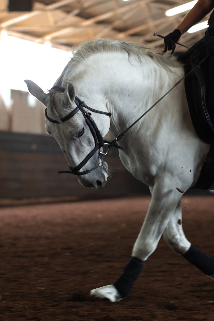 Cheval blanc lors d'une séance de dressage en intérieur