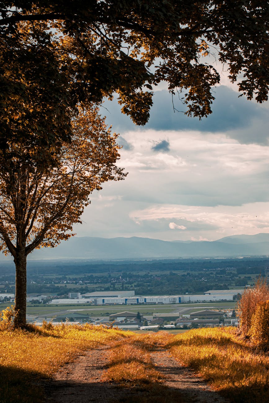 Scène d'automne avec arbre solitaire et montagne