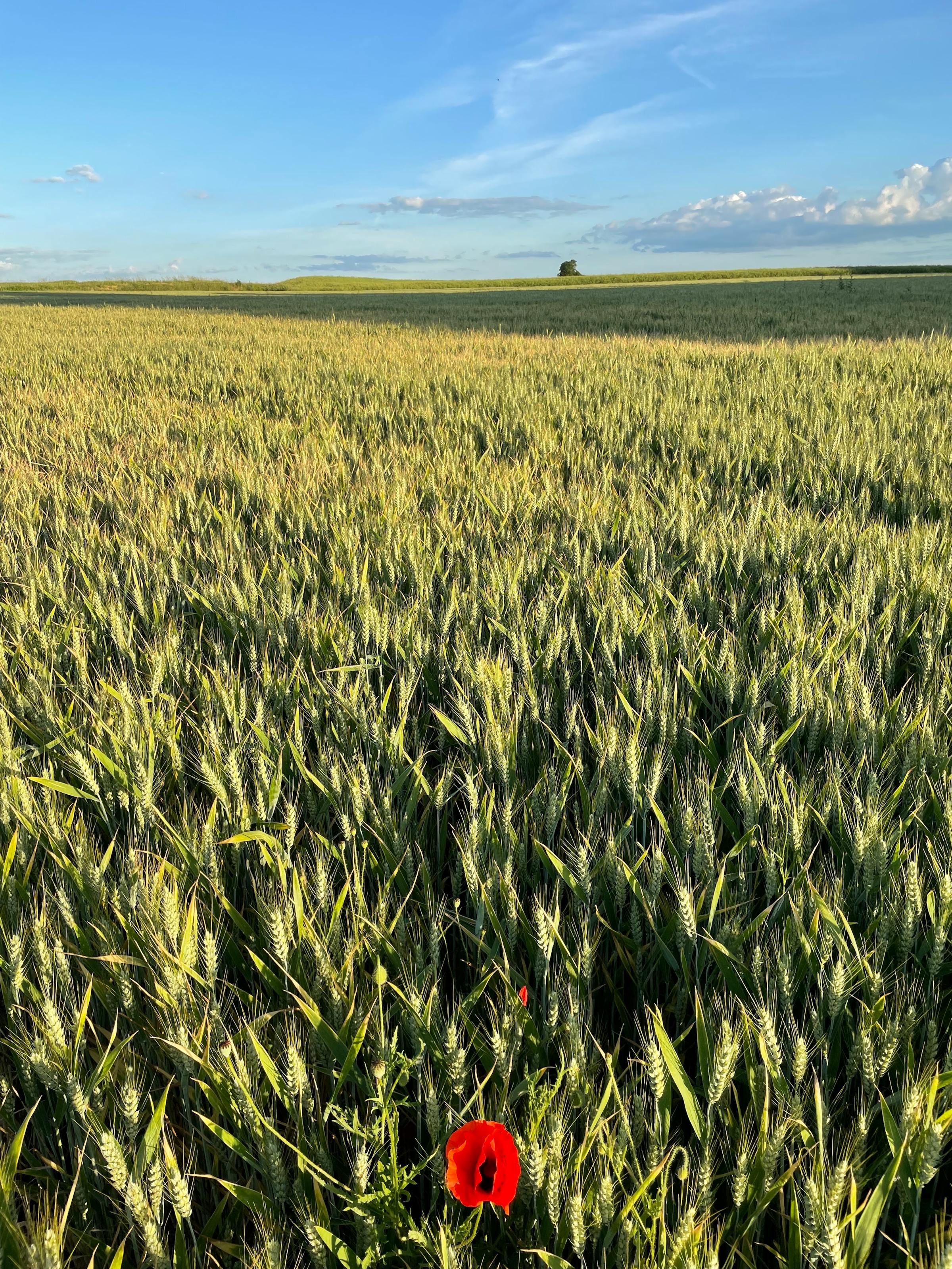 Champ de blé en Île-de-France
