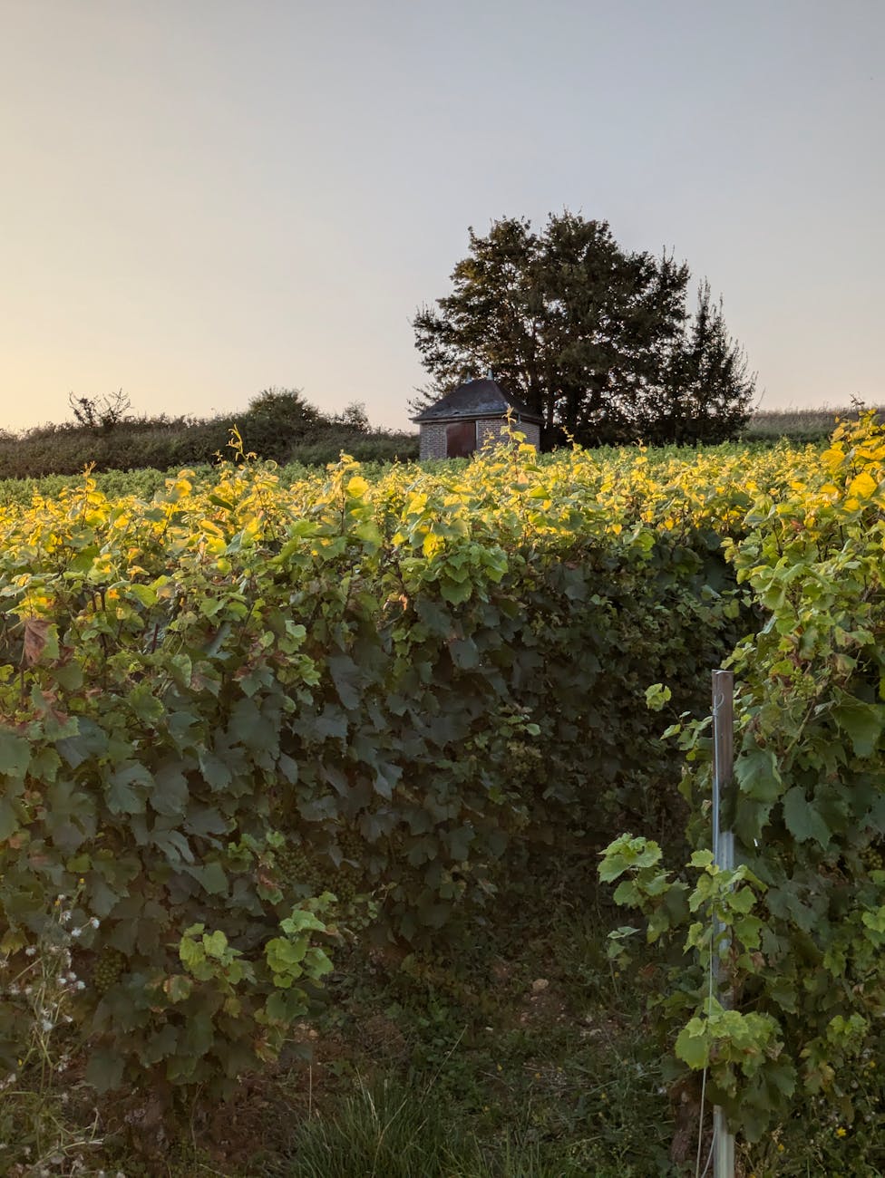 Vignoble au coucher du soleil en Grand Est