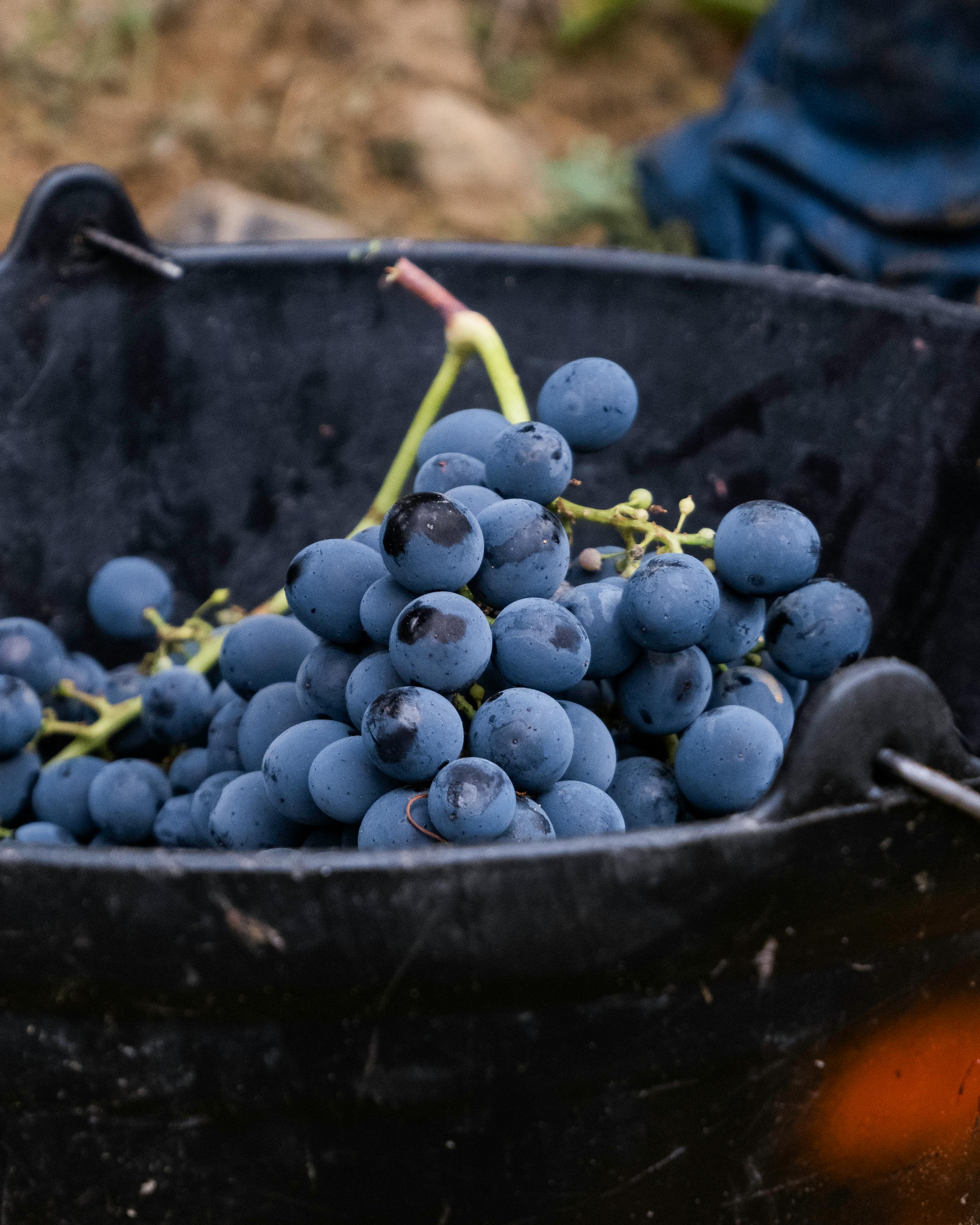 Récolte de raisins dans des seaux pendant les vendanges