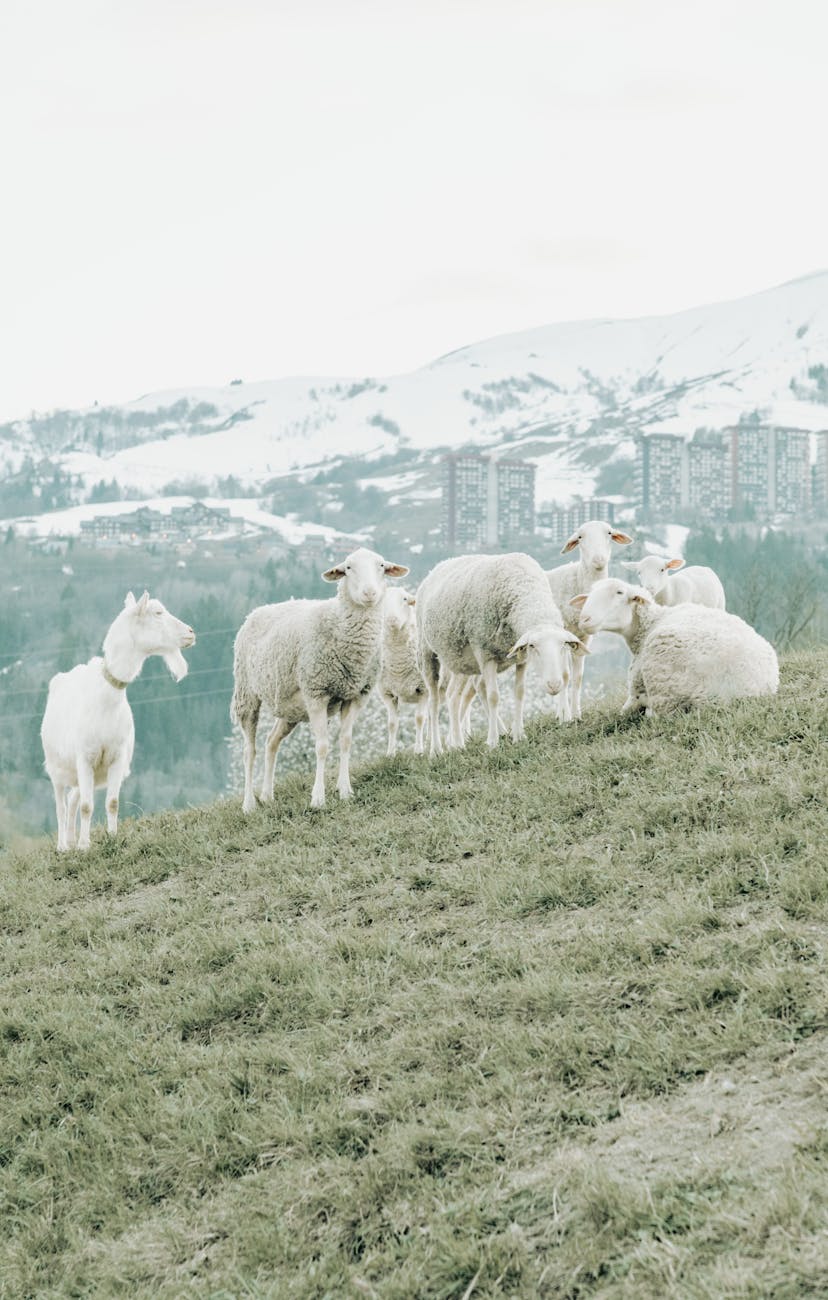Troupeau de moutons en estive devant des sommets enneigés