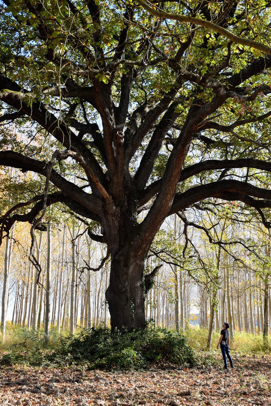 Personne admirant un grand chêne en forêt