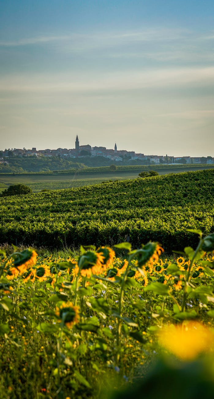 Champs de tournesols avec un village en arrière-plan