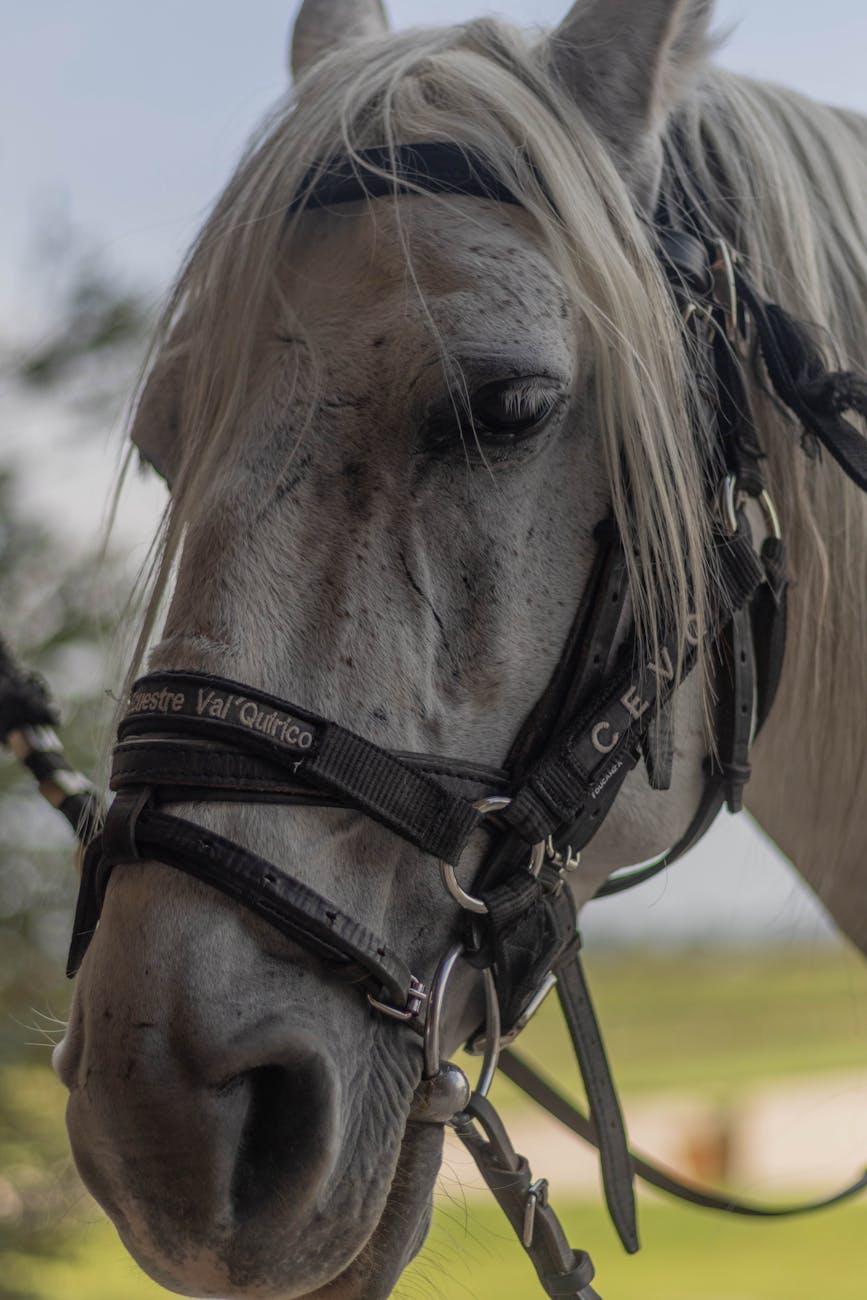 Cheval gris portant un licol en extérieur