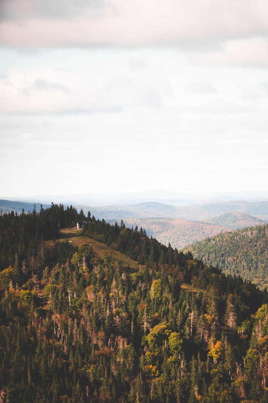Paysage de montagne forestière sous ciel laiteux