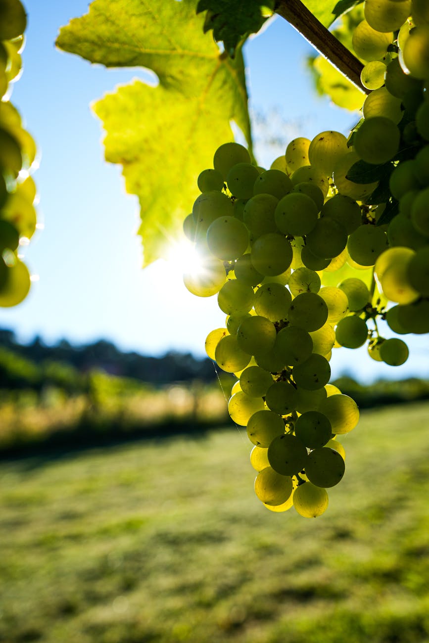 Grappes de raisin vert au soleil