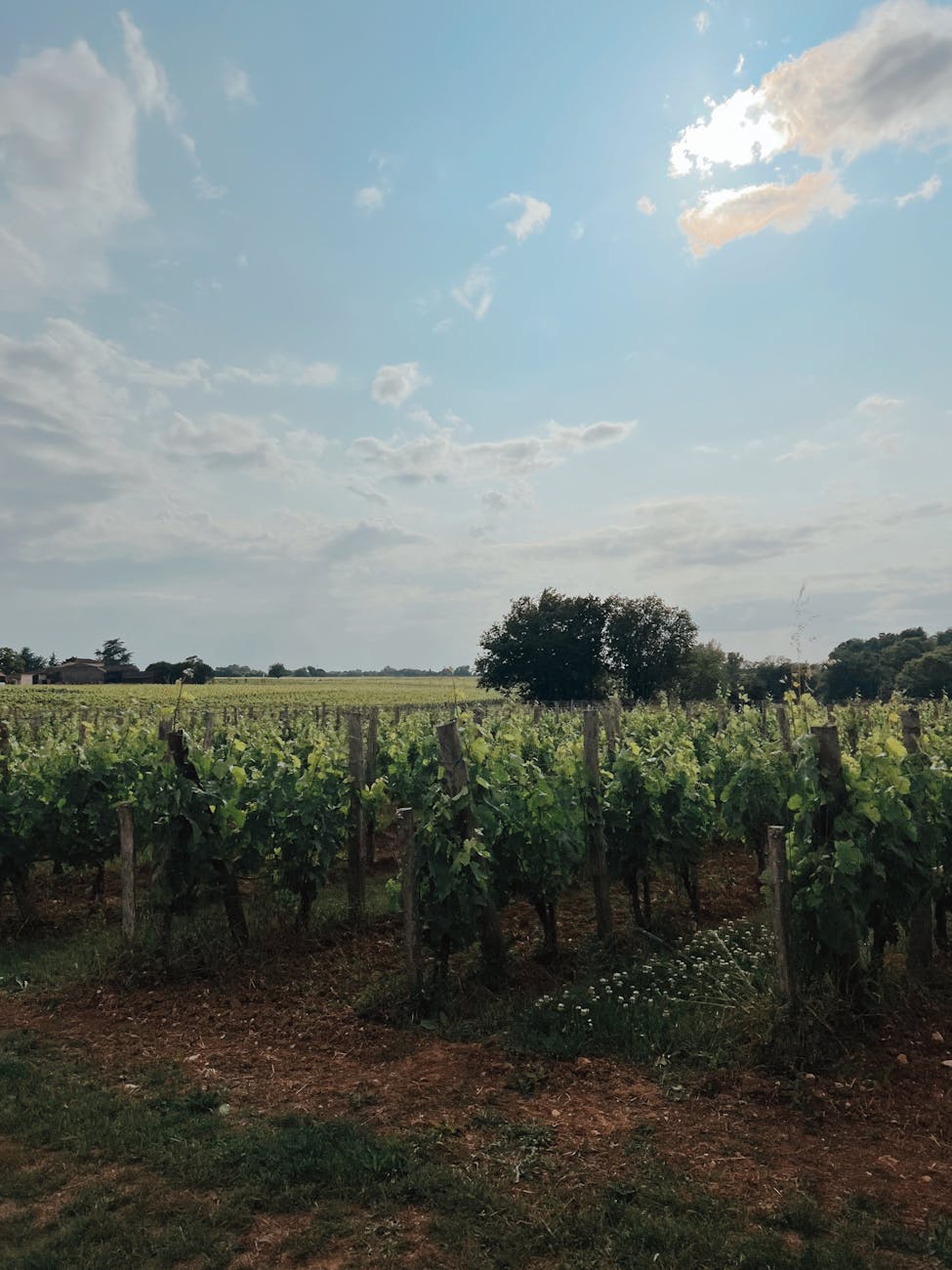 Paysage de vignoble sous un ciel bleu