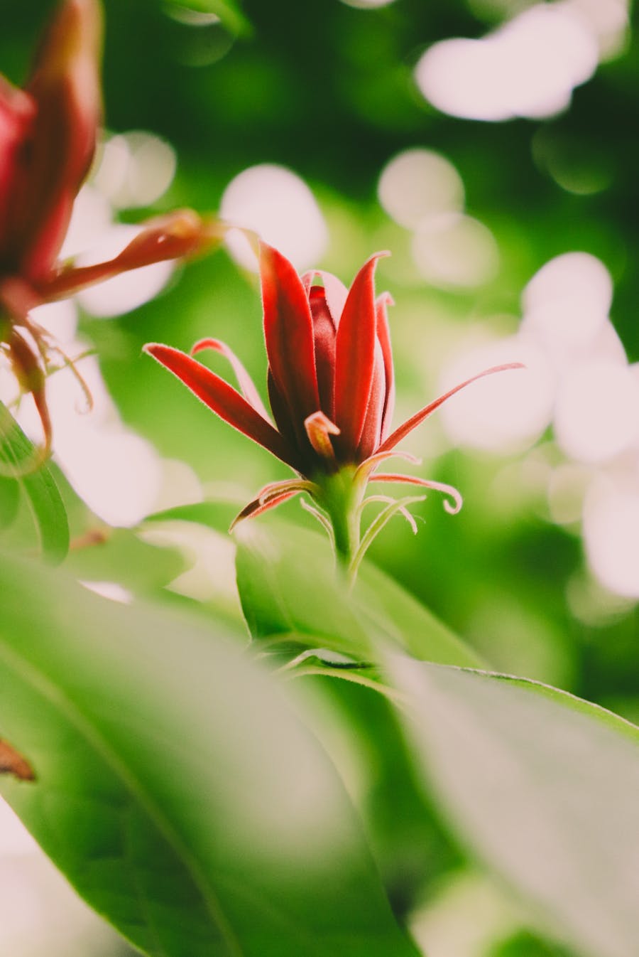 Fleur tropicale exotique