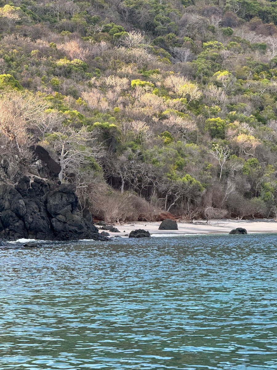 Plage tropicale avec végétation