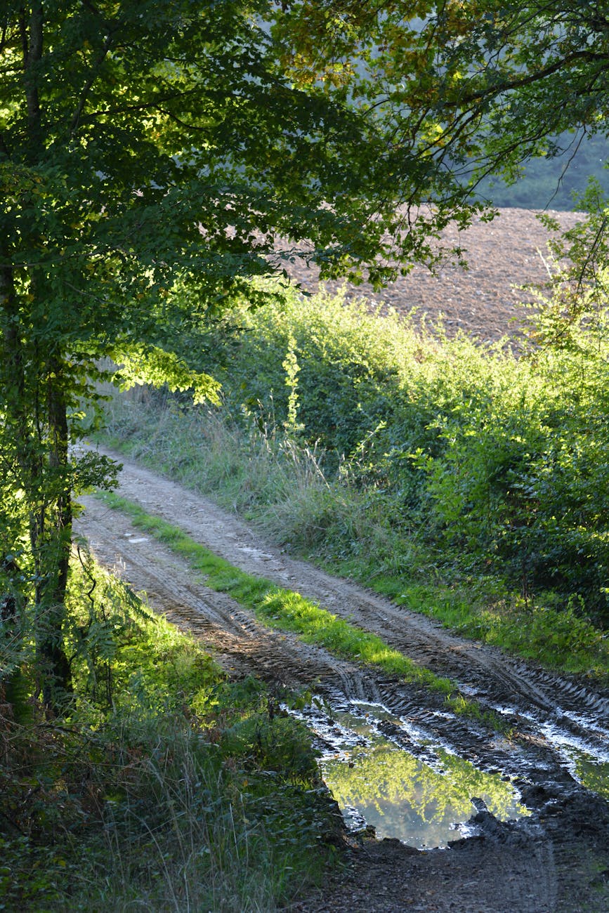 Chemin de terre paisible dans la campagne en été