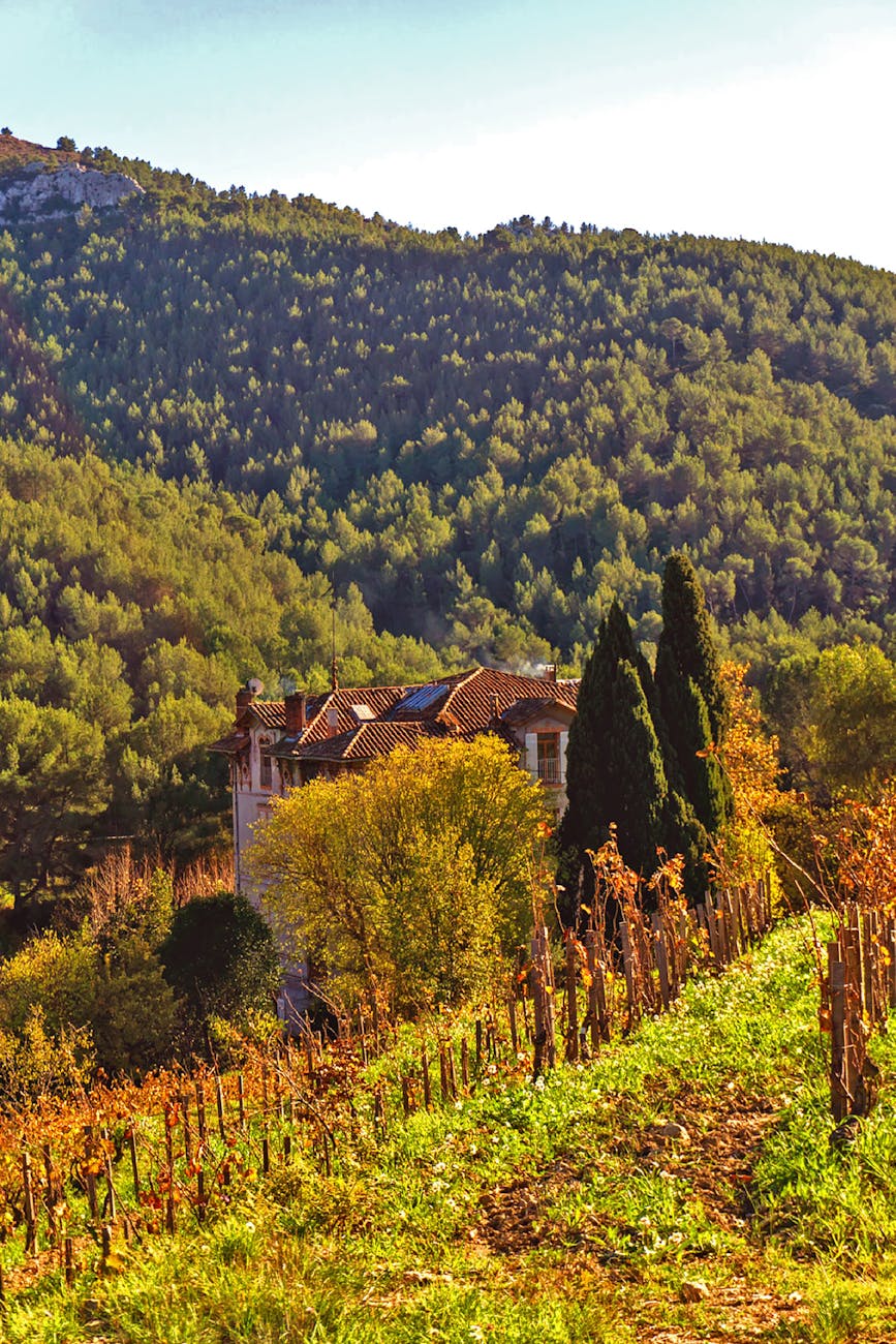 Vignoble en Provence avec mas de pierre
