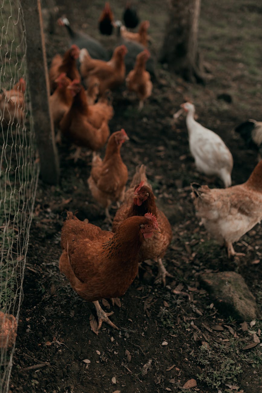 Volailles en plein air dans une cour de ferme