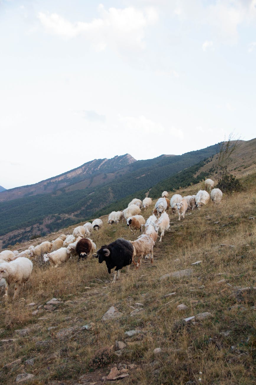 Brebis en pâturage sur pente alpine
