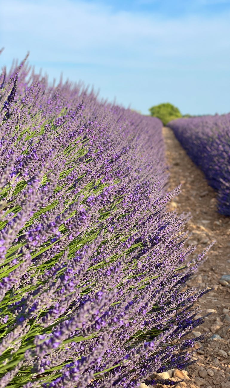 Champs de lavande de Provence à Valensole
