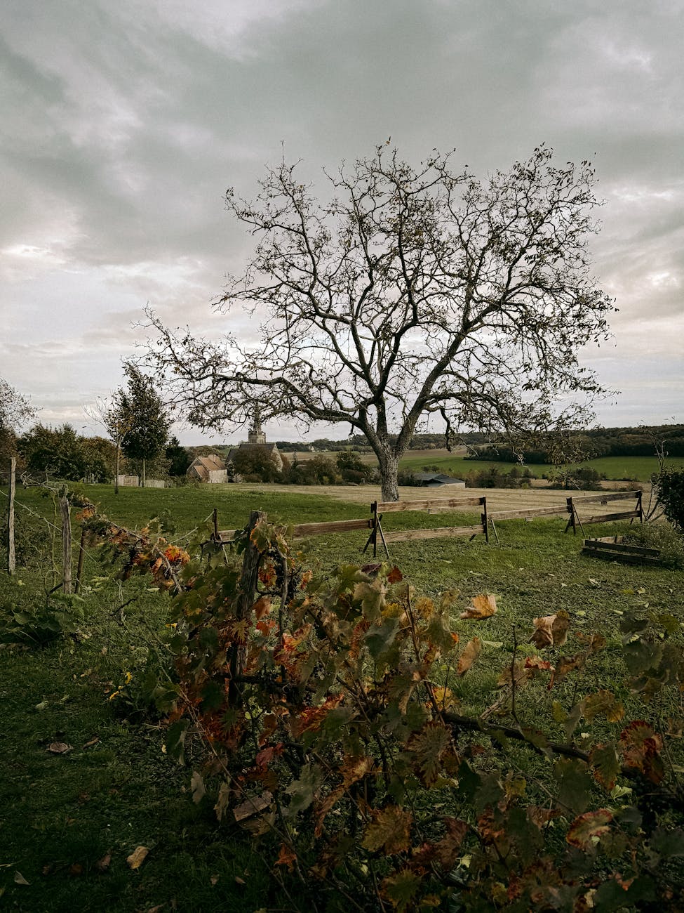 Paysage rural de France avec arbre et vignobles