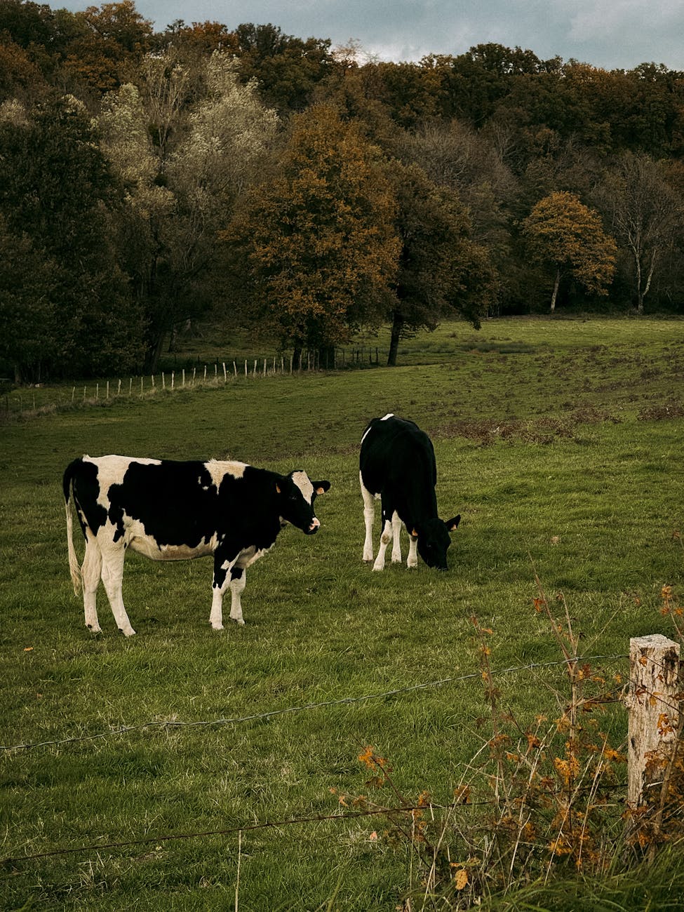 Vaches au pré dans la campagne française