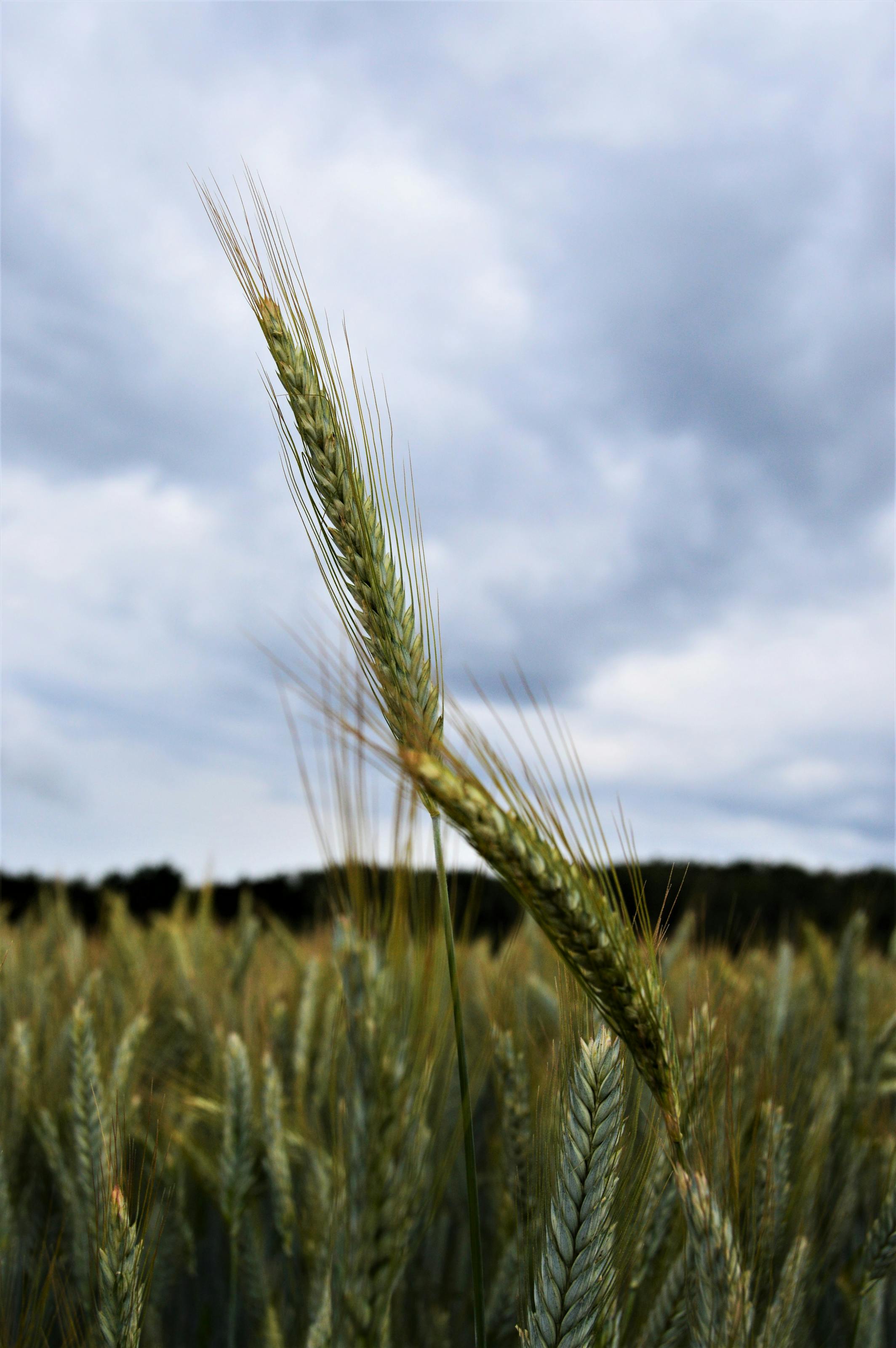 Détail d'épis de blé dans un champ français