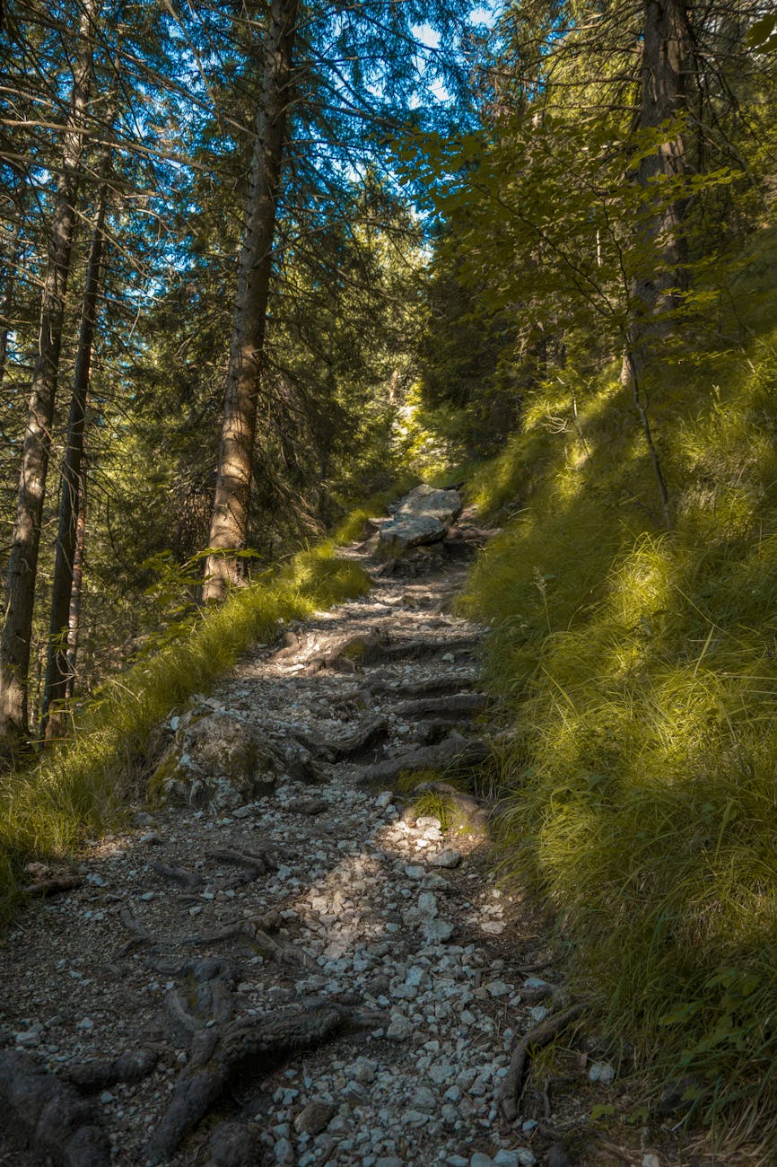 Sentier de randonnée serpentant en forêt avec lumière filtrante