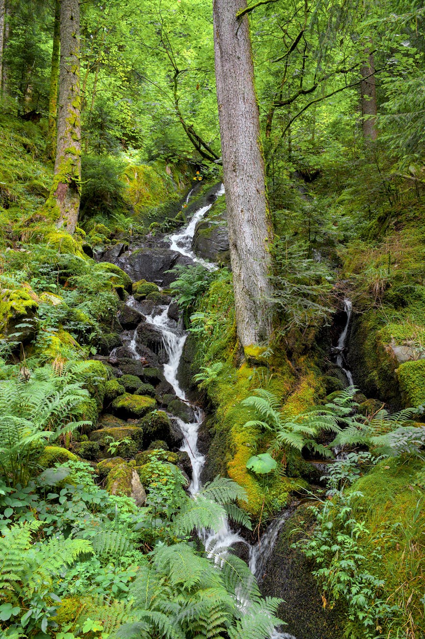 Cascade en forêt à Stosswihr, vallée vosgienne