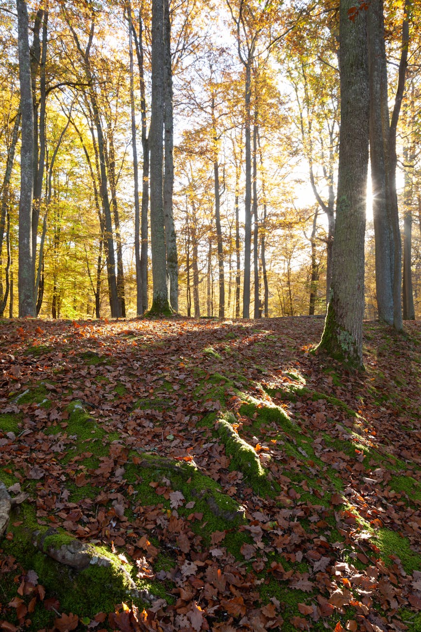 Scène de forêt automnale ensoleillée avec feuilles tombées en France