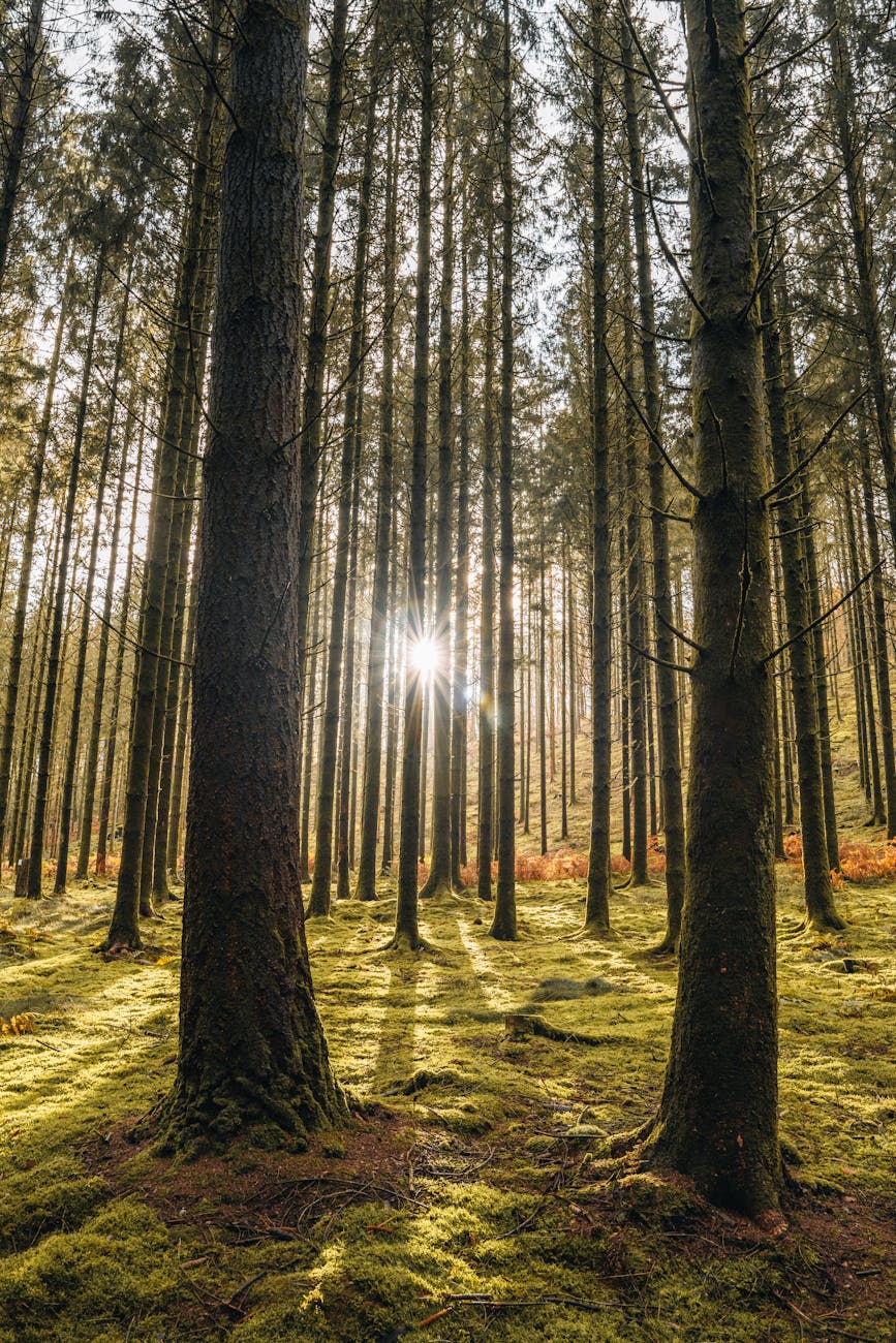 Forêt paisible avec lumière du soleil filtrant à travers les arbres élancés