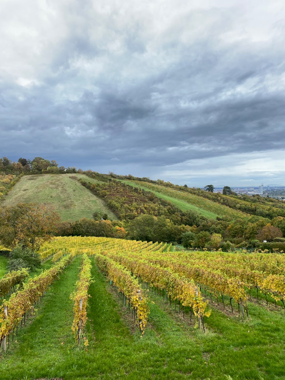 Paysage de vignoble en collines à l'automne