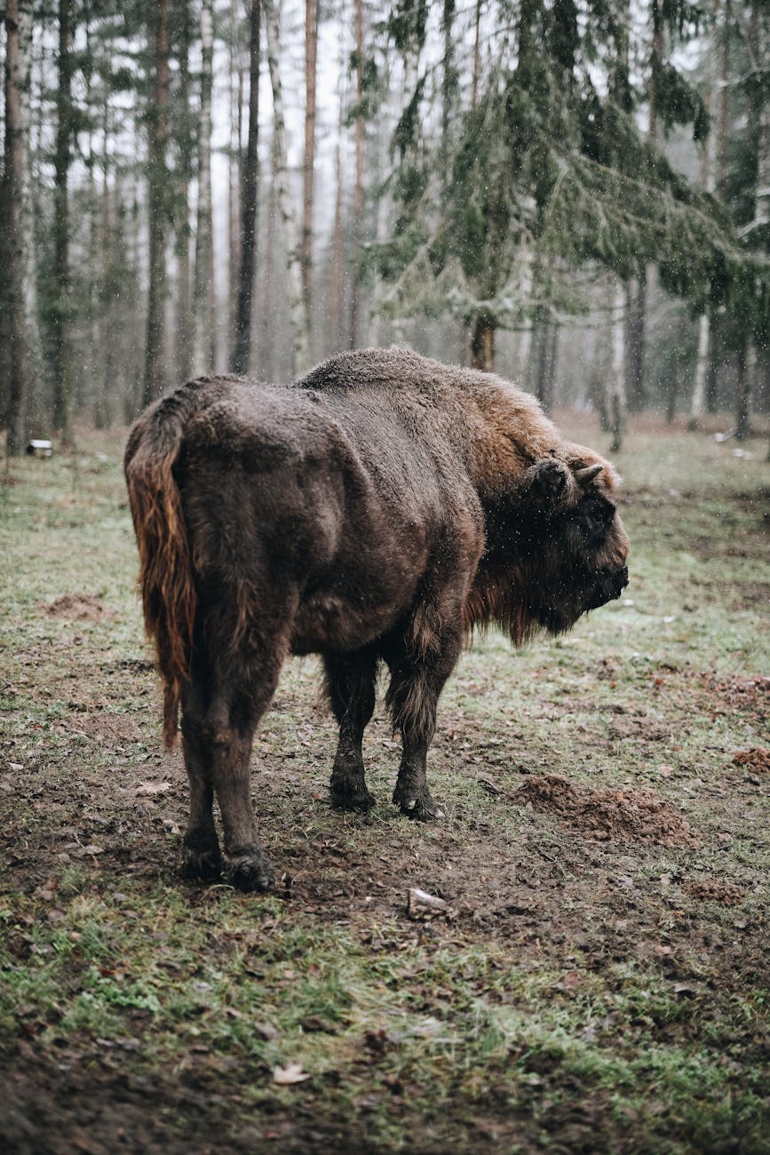 Żubr europejski na łące, gatunek symbol Puszczy Białowieskiej